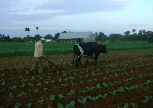 Desde la UPR: ciencia e innovación para la agricultura