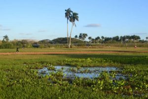 Terrenos deportivos de la UPR: ¿El agua es el problema?