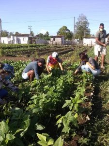 Centro Universitario Municipal de La Palma sigue apostando por la producción de alimentos